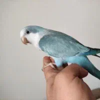 طوطی راهب سخنگو