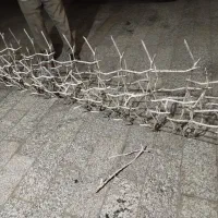شاخ گوزنی فرفوژه