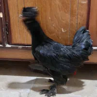 مرغ سلطان|حیوانات مزرعه|مبارکه, |دیوار