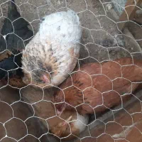 مرغ خانگی فروشی