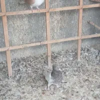 کاکلی هفت رنگ ساده زرد