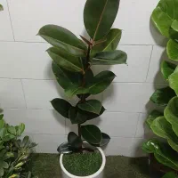 فیکوس شفلرا بنجامین یوکا