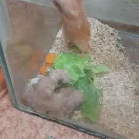 همستر|موش و خرگوش|سنندج, |دیوار