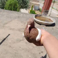 دو عدد کبوتر ماده