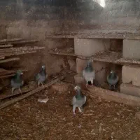 کوبوتر|پرنده|اردبیل, |دیوار