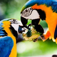 خریدار و فروش انواع پرنده زینتی و سخنگو در پایتخت