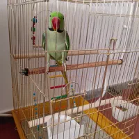 شاه طوطی اسکندری نر سخنگو