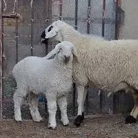 گوسفند مالداری