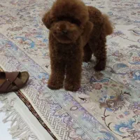 سگ توی پودل