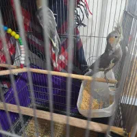 عروس هلندی|پرنده|اسلامشهر, مطهری|دیوار