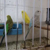 مرغ عشق  ماده