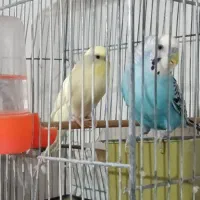 مرغ عشق جفت بسیارزیبا همراه باقفس فقط ۶۰۰