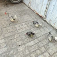 مرغ وخروس|حیوانات مزرعه|جوادآباد, |دیوار