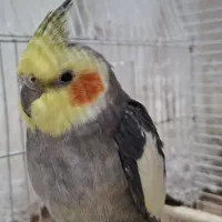 عروس هلندی نر|پرنده|آستارا, |دیوار