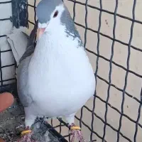 کفتر گمشده مژدگانی