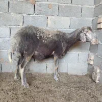 یک عدد گوسفند چهاردندان قوچ خورده