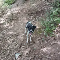 پوینتر انگلیس