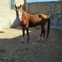 خرید فروش اسب باری