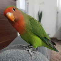 طوطی کوتوله برزیلی زیبا