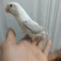 ابری کوتوله برزیلی