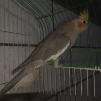 عروس هلندی ماده