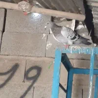 کبوتر|پرنده|جم, |دیوار