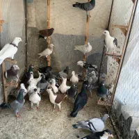 همه پروازی به ضمانت