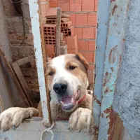 ماده جوان 9ماهه