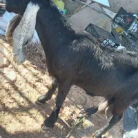 بزماده|حیوانات مزرعه|اهواز, شهرک رزمندگان|دیوار