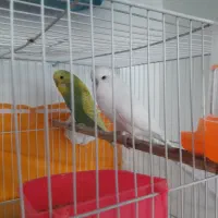 مرغ عشق انگلیسی گرید a|پرنده|مشهد, امیر المومنین|دیوار