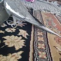 عروس هلندی