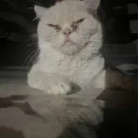 گربه