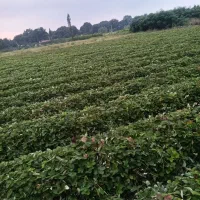 نهال سابرینا
