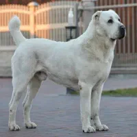 الابای رو قفقازی وارداتی