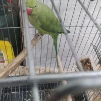 طوطی گمشده|پرنده|ایلام, |دیوار