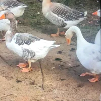 فروش یک جفت غاز نروماده یکساله