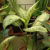 گل دیفن باخیا