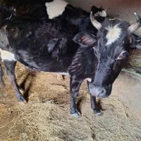 گاو همراه گوساله