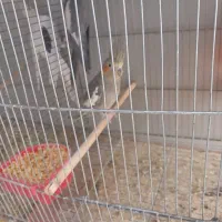 جفت عروس هلندی خاکستری|پرنده|بم, |دیوار