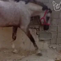 اسب سواری