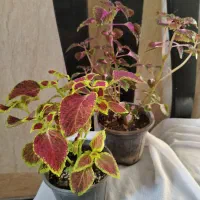 گل طبیعی آپارتمانی|گل و گیاه طبیعی|ایرانشهر, |دیوار