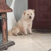 سگ چاوچاو ماده|سگ|تهران, دولتخواه جنوبی|دیوار