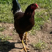 مرغ و خروس لاری.با بهترین جنس