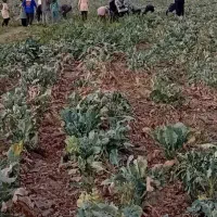 به تعدادی کارگر خانم جهت برداشت کاهو نیازمندیم