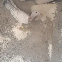 کفترهفرنگ پرنده