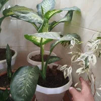 گل آپارتمانی