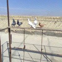 پنجتا گرفتنی