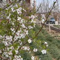 کارگر جهت کار در مجموعه پرورش اسب