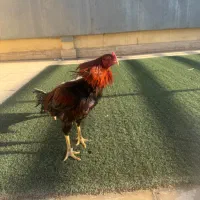 مرغ و خروس لاری