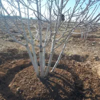 خدمات باغبانی سم پاشی هرس پیوند( نکویی )